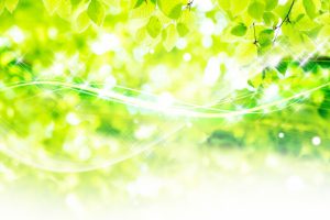 きらめく緑