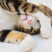 のんびり
