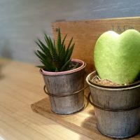 ハートのサボテン
