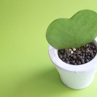 ハートの植物