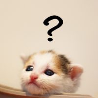 悩む子猫
