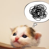 猫の吹き出し
