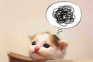 猫の吹き出し
